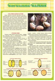 Стенд "Строение семян" - «globural.ru» - Междуреченск