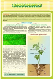 Стенд "Фотосинтез" - «globural.ru» - Междуреченск