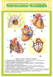 Стенд "Строение сердца" - «globural.ru» - Междуреченск