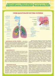 Стенд "Дыхательная система" - «globural.ru» - Междуреченск